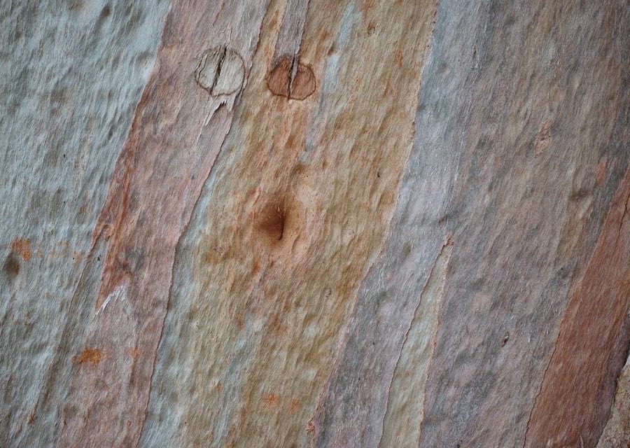 Close view of eucalyptus bark, the trunk streaked with grey, ochre and soft pink.
